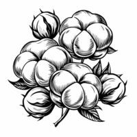 Intricate Line Art of Cotton Plants with Leaves and Bolls vector