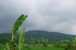 Banana plants sway in rural rice paddy, cloudy sky, mountain backdrop photo