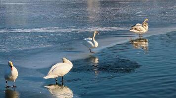 Many swans and ducks sit on the ice crust of a frozen reservoir video