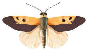 Illustration of a colorful moth with orange and brown wings. png