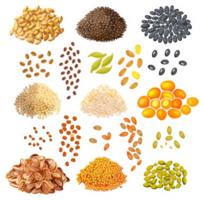 A variety of whole grains and seeds, displayed in different forms. png