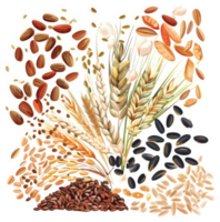 A colorful array of various grains and seeds. png