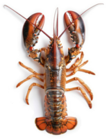 A whole, fresh lobster, displayed on a white background. png