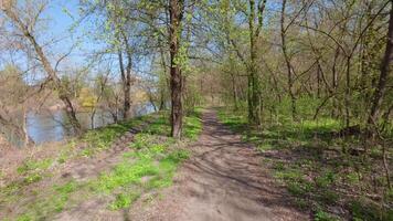 A scenic spring path winds through the forest near a calm river, trees bursting with greenery. video