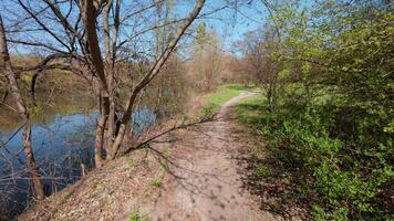 Walking through lush spring woods near a river, with vibrant green on every branch and tree. video