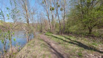 A riverside path in a spring forest, fresh leaves covering trees in a soft, green atmosphere. video