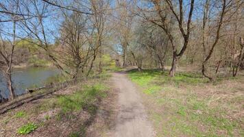 A tranquil river path in the forest during spring, with young leaves glowing in soft sunlight. video