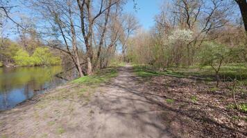 Spring walk on a forest trail beside the river, where trees are filled with fresh green leaves. video