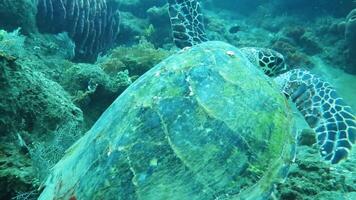 Turtle Hawksbill Sea Turtle underwater It feeds in the shallow reef video