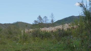Group of sheep gazing walking and resting on a green pasture in Altai mountains. Siberia, Russia. video