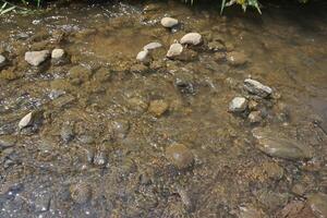 Clear stream flows over rocks, plants background, nature scene photo