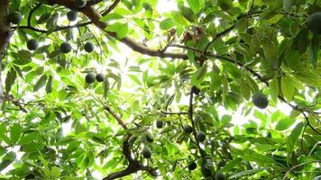 Avocados hanging at tree, pan video