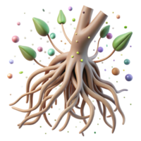 magnificent rustic Mangrove Branch with Prop Roots Isolated on Transparent Background original png