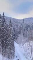 Aerial view of A serene winter scene showcasing a snow-covered forest with tall evergreen trees, set against a backdrop of distant mountains. Vertical footage video
