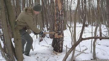 Man Chopping Tree with Axe in Winter Forest, Survivalist chopping a tree with an axe in a snowy forest for bushcraft and firewood. video