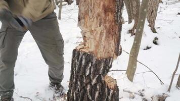 Close-up of Axe Cutting Tree in Winter Forest, Detailed close-up of an axe embedded in a tree trunk during winter survival in the forest. video