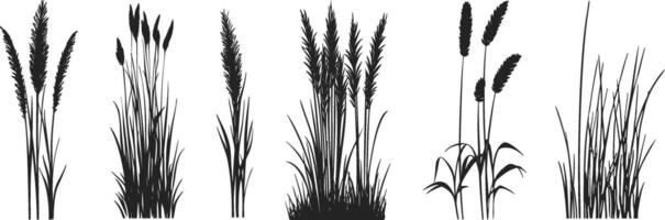 Set of grasses and reeds illustration vector
