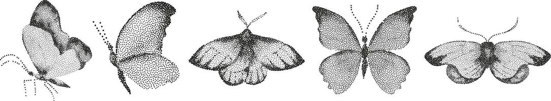 A drawing of four different types of butterflies vector