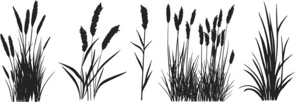 Set of grasses and reeds on white background vector
