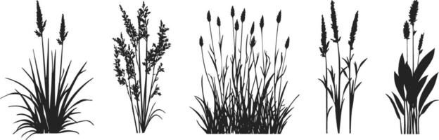 Set of grasses and plants on white background vector