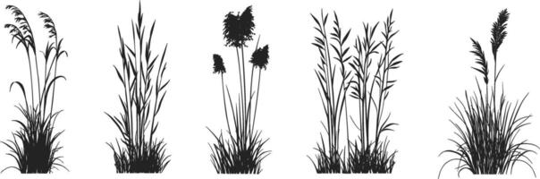 A set of different types of grasses vector