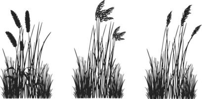 Three different types of grasses in black and white vector