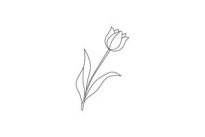 simple tulip outline drawing centered on white background vector