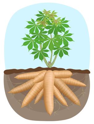 cassava tree plant, tapioca underground root, cassava rhizomes, manioc cassava roots underground plants, cassava plantation, tapioca for flour industry or ethanol industry