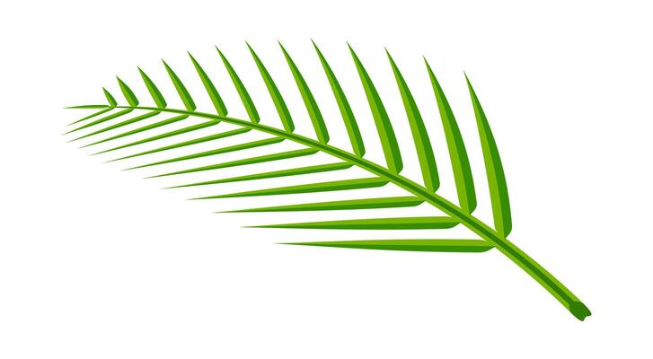 coconut leaf simple isolated on white background, illustration of coconut leaves, palm stalk lush, leaf coconut nature green