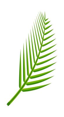 coconut leaf simple isolated on white background, illustration of coconut leaves, palm stalk lush, leaf coconut green