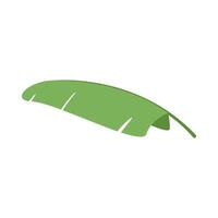 banana simple leaves, banana leaf graphic shape vector
