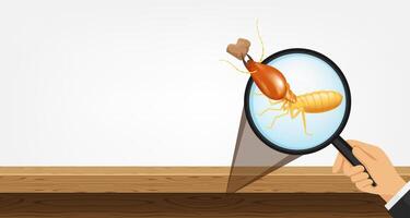 termite in magnifying glass and wooden isolated on gray background, magnifying glass with termite for banner copy space, termite zoom concept and damage house, infestation from termites colony vector