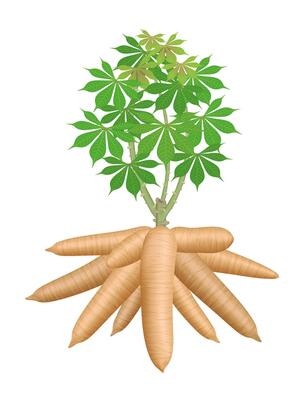 cassava tree plant, tapioca underground root, cassava rhizomes isolated on white background, manioc cassava roots underground plants, cassava plantation, tapioca for flour industry or ethanol industry