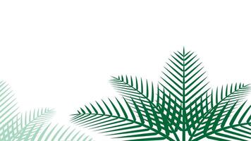 coconut leaf simple for background, illustration of coconut leaves, palm stalk and copy space and isolated on white, leaf coconut green soft for wallpaper vector