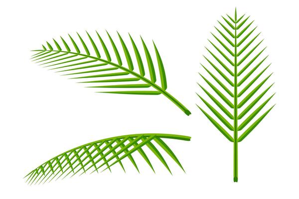 coconut leaf simple isolated on white background, illustration of coconut leaves, palm stalk lush, leaf coconut set