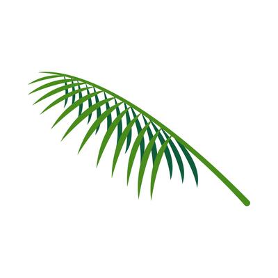 coconut leaves, coconut palm leaf graphic