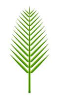 coconut leaf simple isolated on white, illustration of coconut leaves, palm stalk lush, leaf coconut green vector