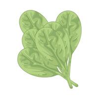 Illustration of Organic Spinach vector