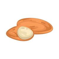 Illustration of Nuts vector