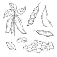 Hand drawn illustration of soybean, leaf, pod. Black and white isolated objects vector