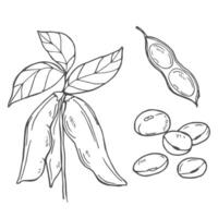 illustration of soybean, leaf, pod. Black and white isolated objects collection. vector