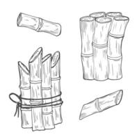 Sugar cane stems are outline on a white isolated background. illustration. vector