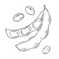 Soy bean, Soybean illustration. Soybean engraving vector