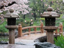Japanese Garden Full of Cherry Blossoms in Bloom photo