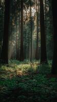 Dense Forest of Redwoods Bathed in Light.jpeg photo