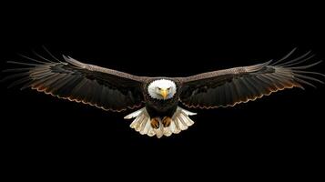 Gliding Eagle Bird of Prey photo