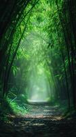 Calm Misty Day Breaks in the Green Bamboo Forest.jpeg photo