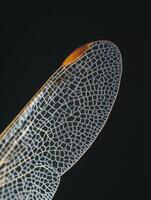 Aboriginal Dragonfly Wings Elegant Clarity.jpeg photo