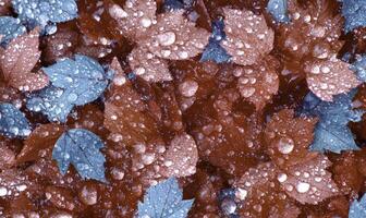 A close up of leaves covered in water droplets photo