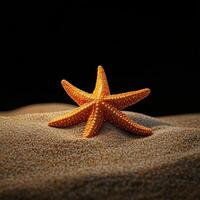 Starfish at Sand Base photo